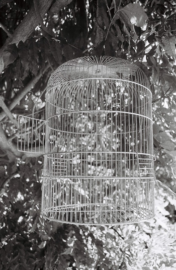 Image of the birdcage